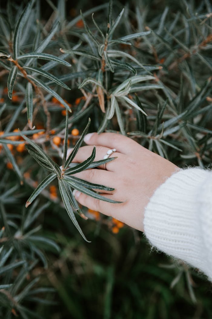 Person Holding Green Leafed Plant